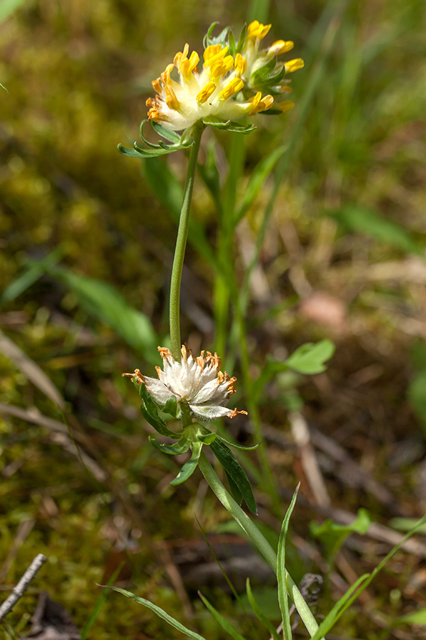 Image of Anthyllis macrocephala specimen.