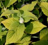 Hydrangea involucrata