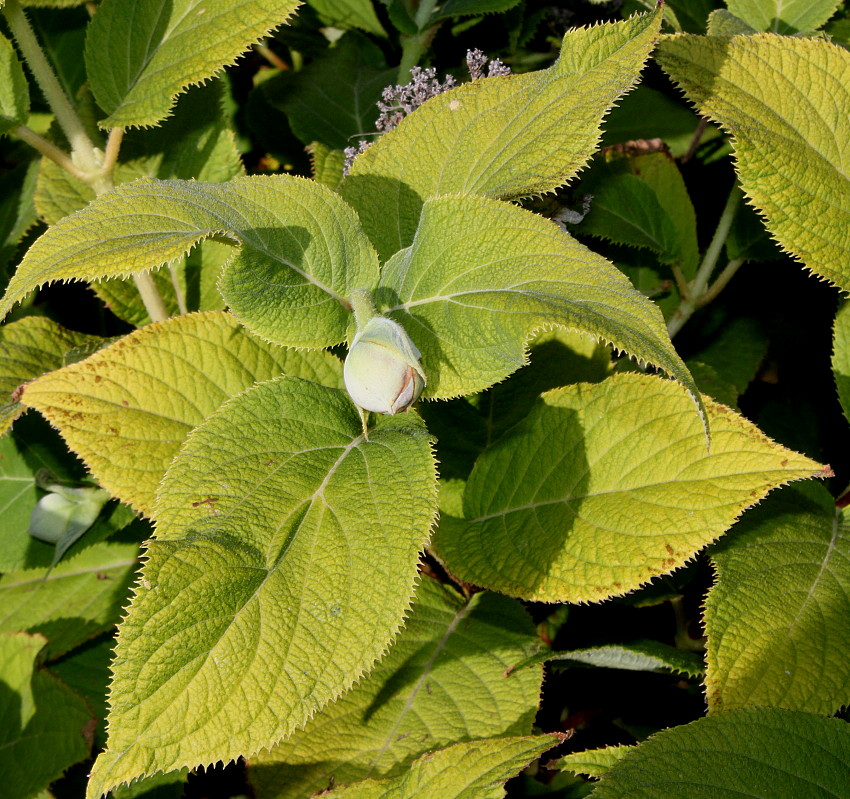 Image of Hydrangea involucrata specimen.