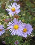 Symphyotrichum × versicolor. Соцветия. Тамбовская обл., Петровский р-н, окр. с. Покровское, луг. 16.09.2014.