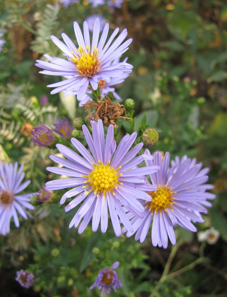 Изображение особи Symphyotrichum &times; versicolor.