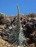 Echium wildpretii. Зацветающее растение. Испания, Канарские о-ва, Тенерифе, национальный парк Тейде. 24.04.2013.