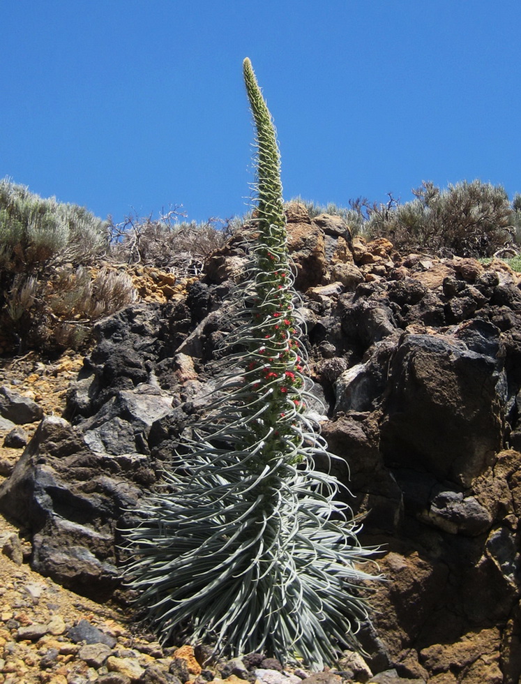 Изображение особи Echium wildpretii.