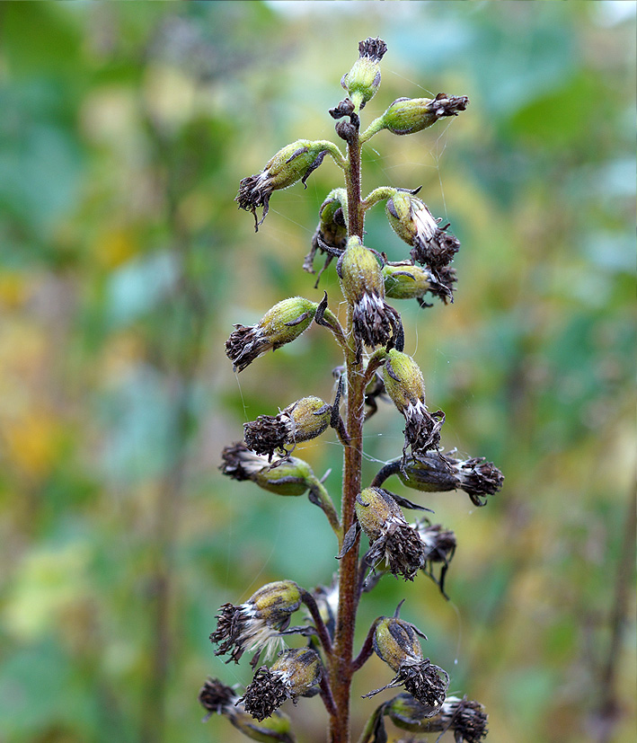 Изображение особи Ligularia sibirica.