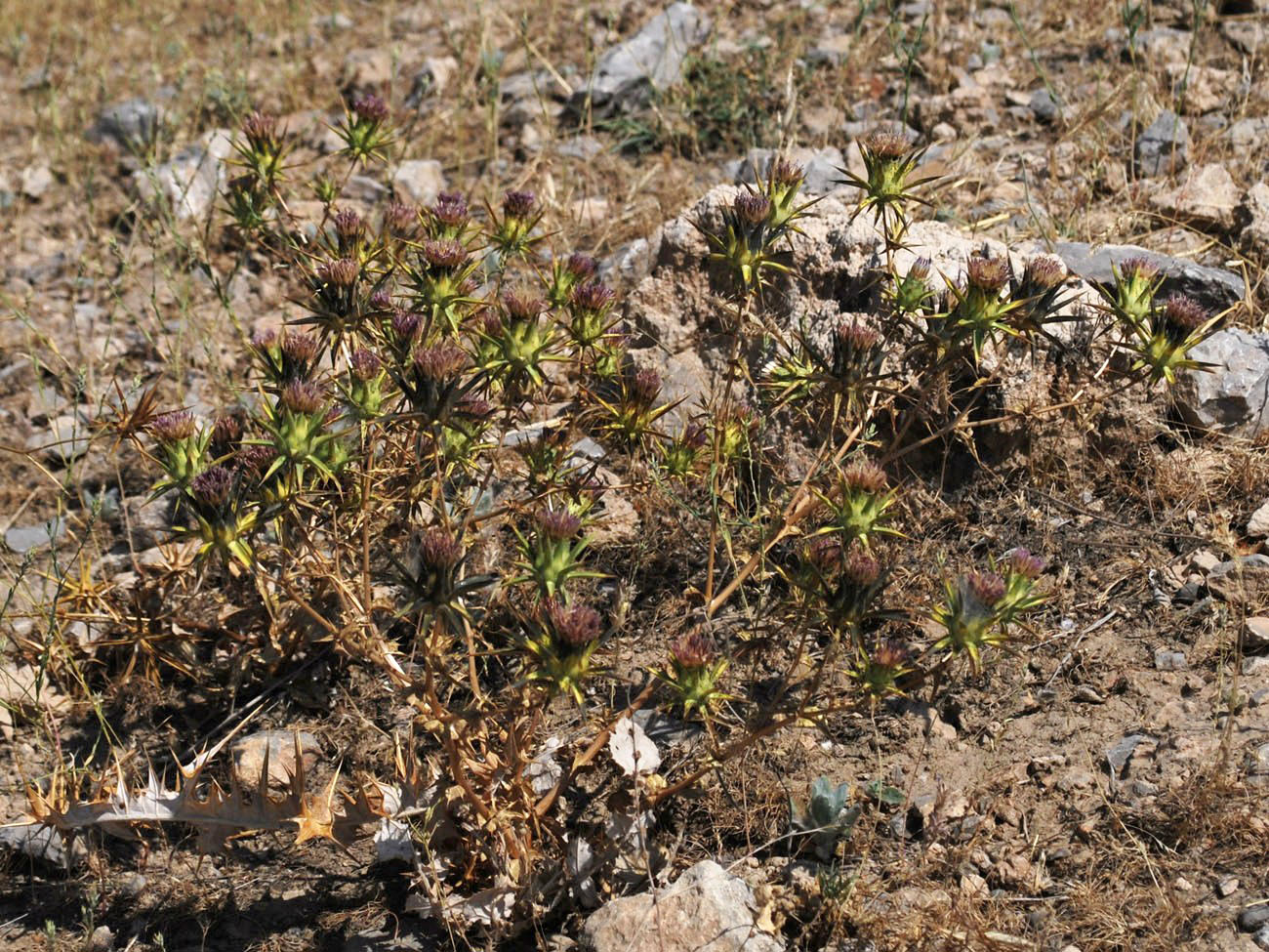 Image of Cousinia stellaris specimen.