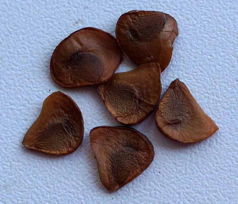 Image of genus Iris specimen.