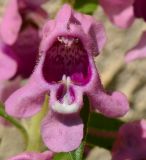 Angelonia angustifolia