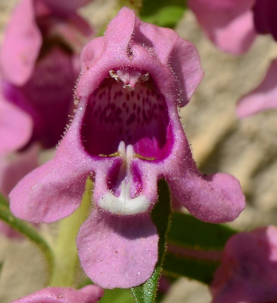 Image of Angelonia angustifolia specimen.