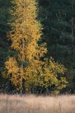 Betula pendula