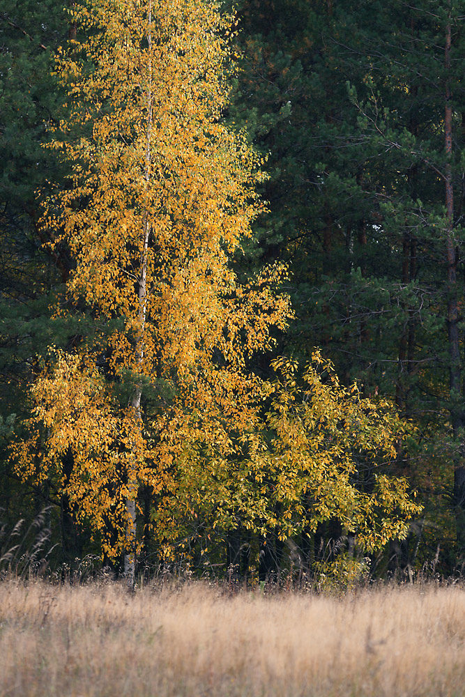 Изображение особи Betula pendula.