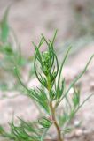 Salsola tragus