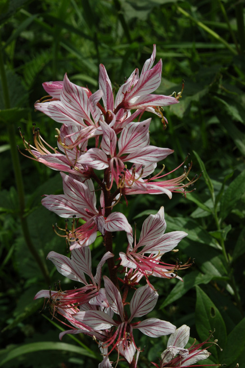 Image of Dictamnus angustifolius specimen.