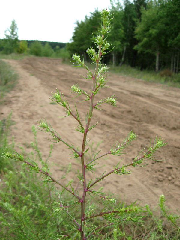 Изображение особи Salsola tragus.