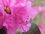 Rhododendron dauricum