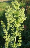 Rumex confertus