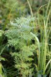 Artemisia macrantha. Молодое растение в смешанном лесу. Хакасия, окр. г. Сорск. 13.08.2009.