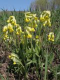 Primula veris