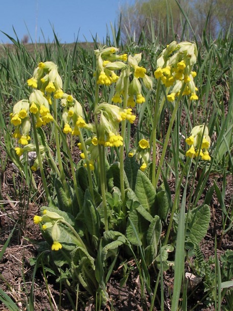 Image of Primula veris specimen.