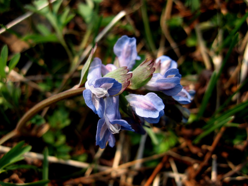 Image of Corydalis subjenisseensis specimen.