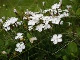 Dianthus cretaceus