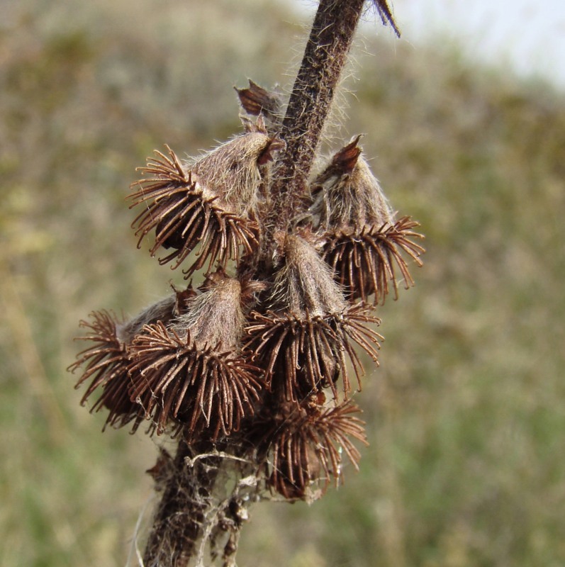 Image of Agrimonia asiatica specimen.