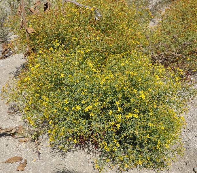 Image of Hypericum triquetrifolium specimen.