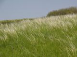 род Stipa. Участок ковыльной степи (высота растений - 50-60 см). Днепропетровская обл., 18.05.2008.