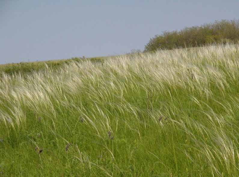 Image of genus Stipa specimen.