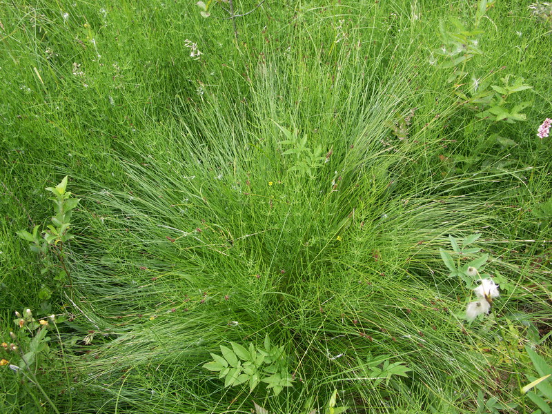 Image of Carex davalliana specimen.