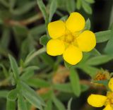 Dasiphora fruticosa. Верхушка побега с цветком. Алтайский край, Краснощековский р-н, с.Тигирек. 27 июля 2007 г.