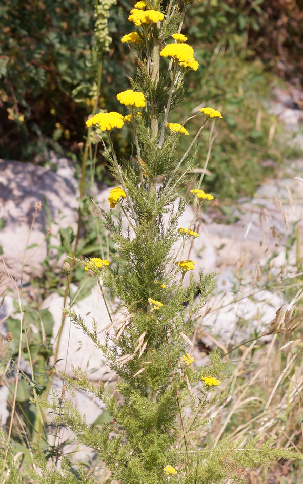 Изображение особи Handelia trichophylla.