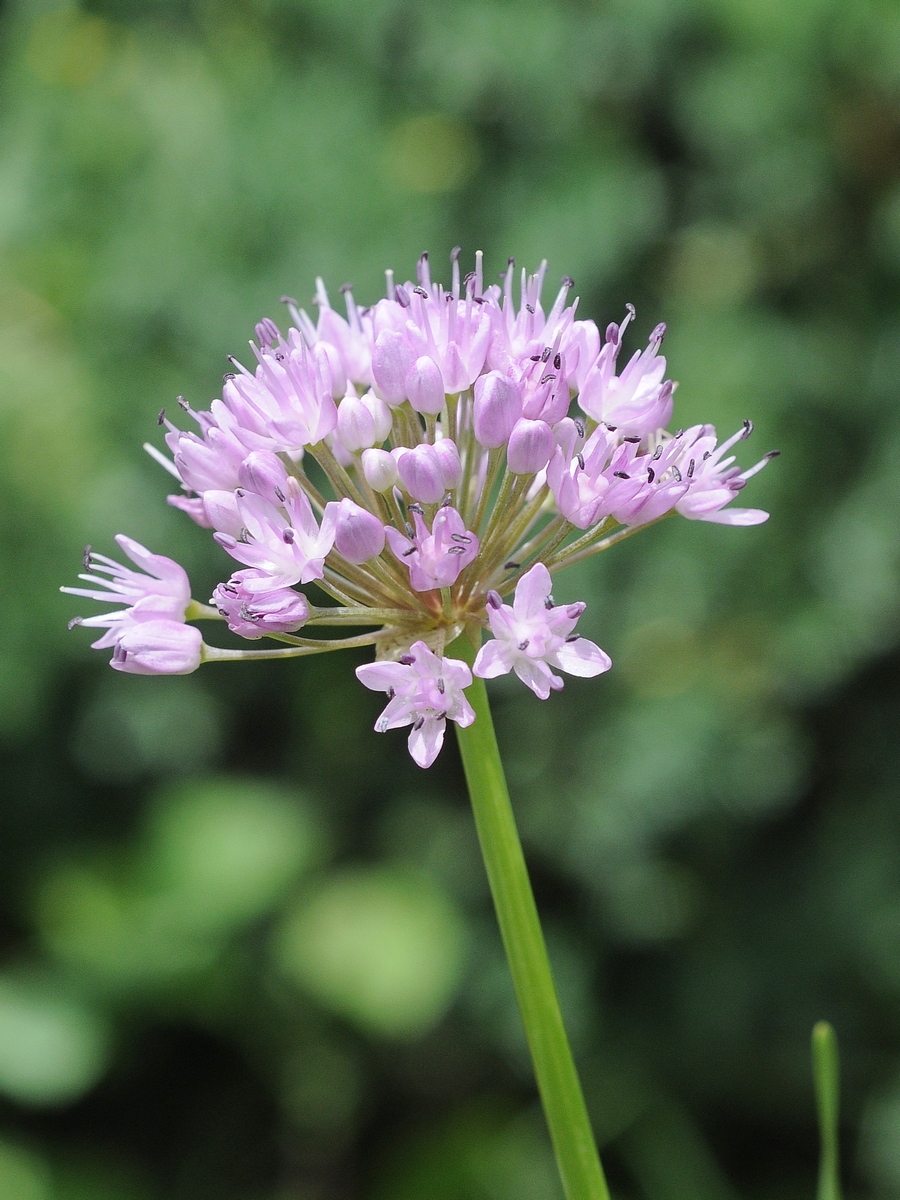 Image of Allium senescens specimen.