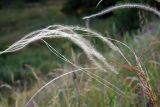 Stipa borysthenica