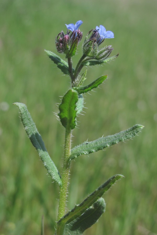 Image of Lycopsis orientalis specimen.