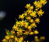 Solidago virgaurea. Часть побега с соцветиями. Московская обл., Раменский р-н, окр. ж.-д. платформы Хрипань, просека под ЛЭП. 10.08.2015.