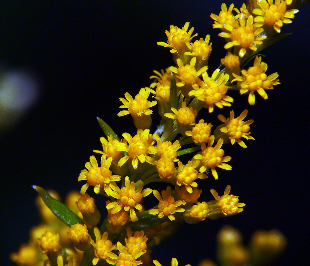 Изображение особи Solidago virgaurea.