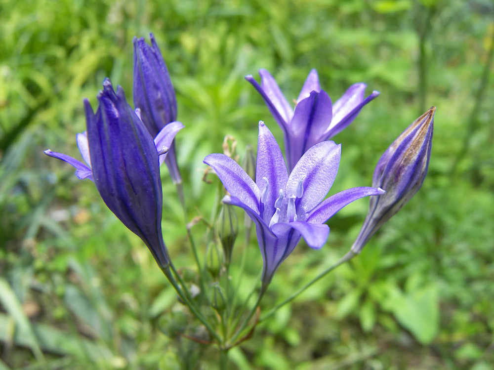 Image of Triteleia laxa specimen.