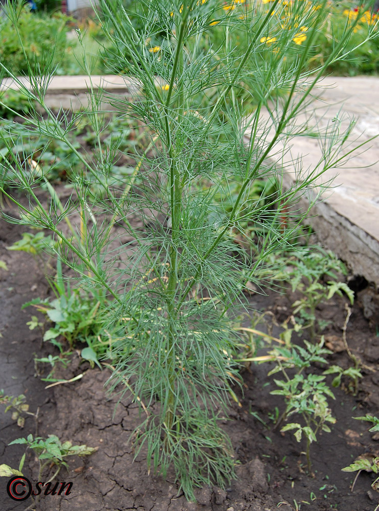 Изображение особи Delphinium hispanicum.