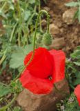 Papaver rhoeas