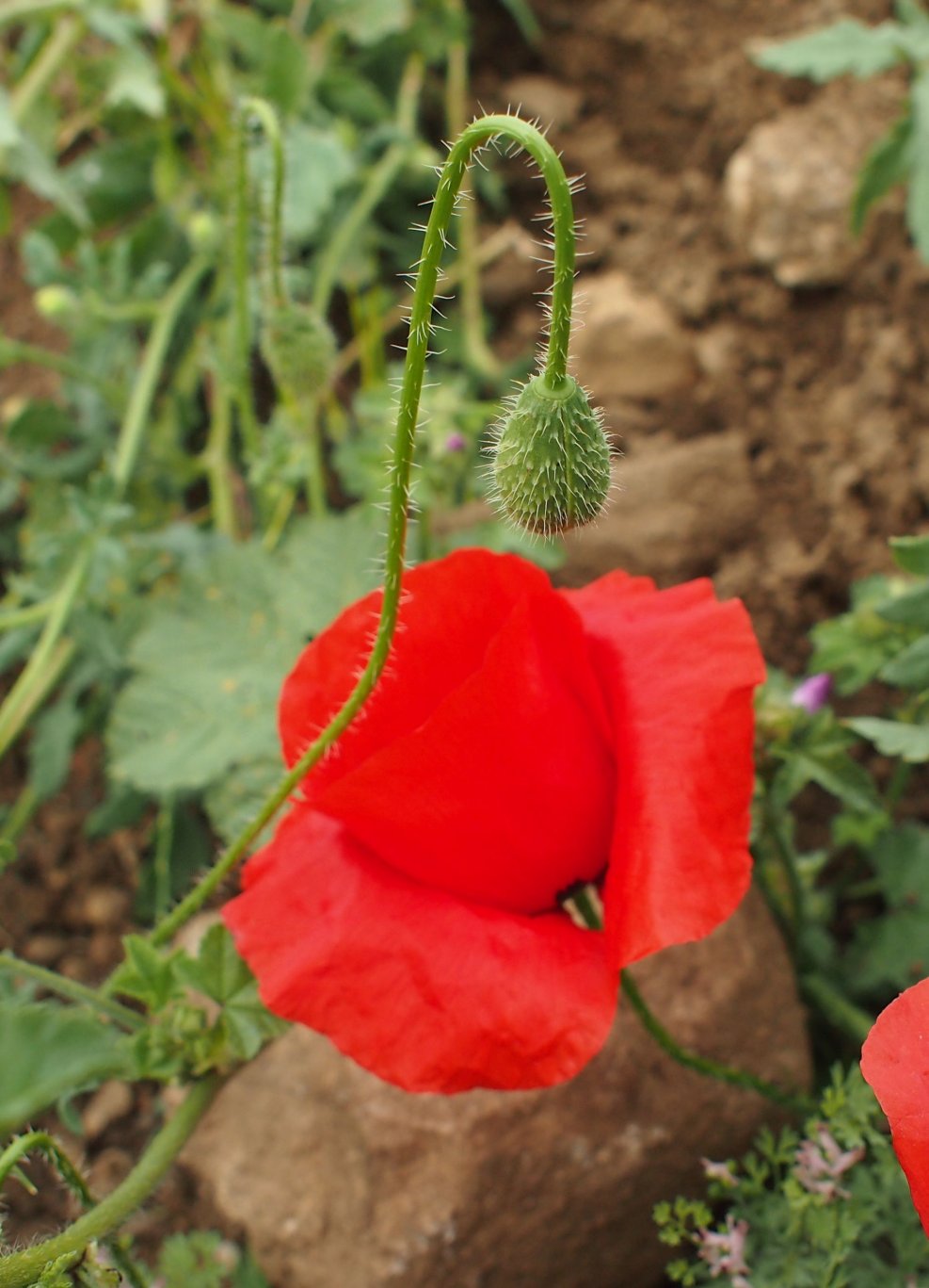 Изображение особи Papaver rhoeas.