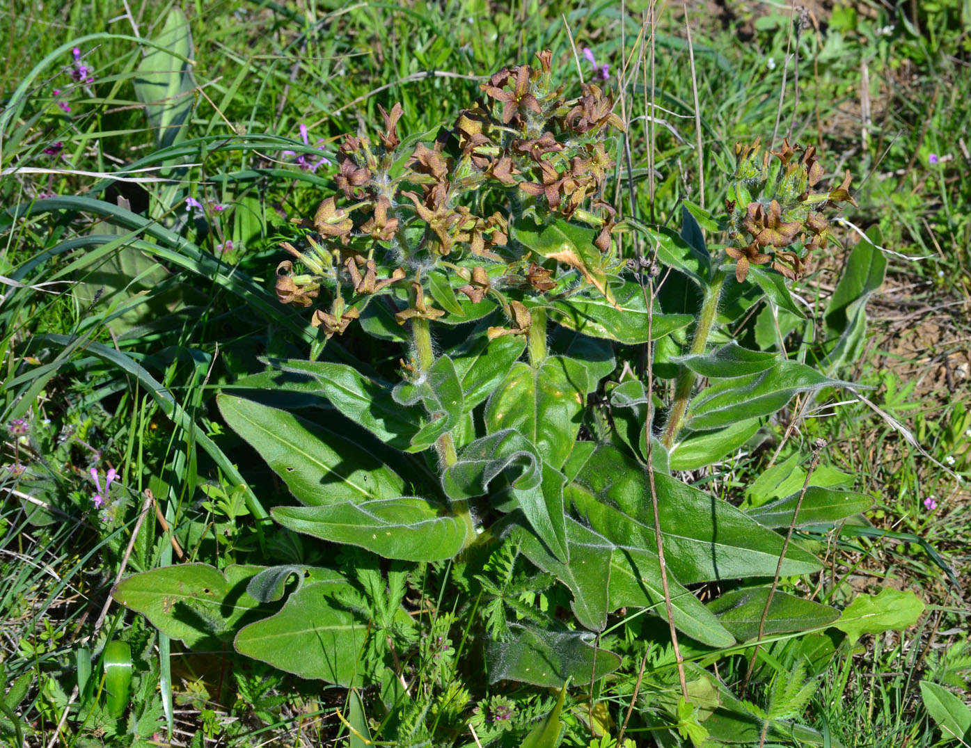 Изображение особи Hesperis tristis.