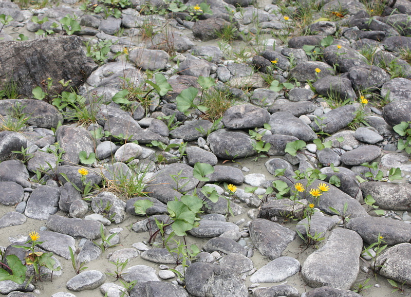Image of Inula britannica specimen.