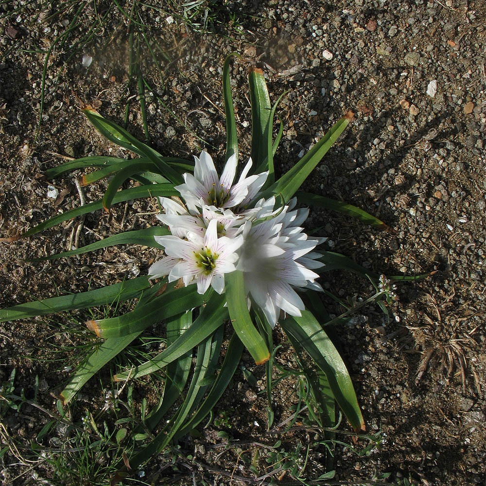 Image of Androcymbium europaeum specimen.