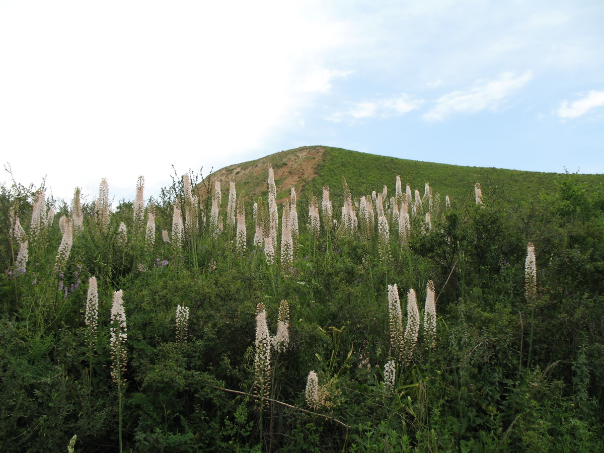 Изображение особи Eremurus robustus.