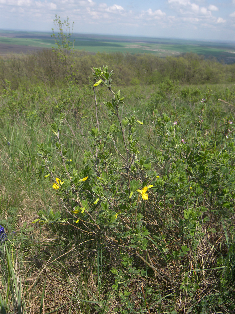 Изображение особи Caragana mollis.