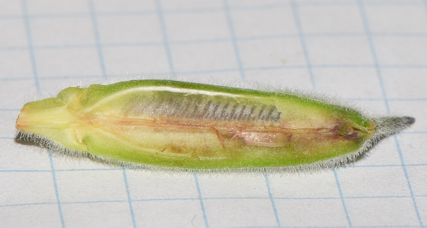 Image of Ceratotheca triloba specimen.