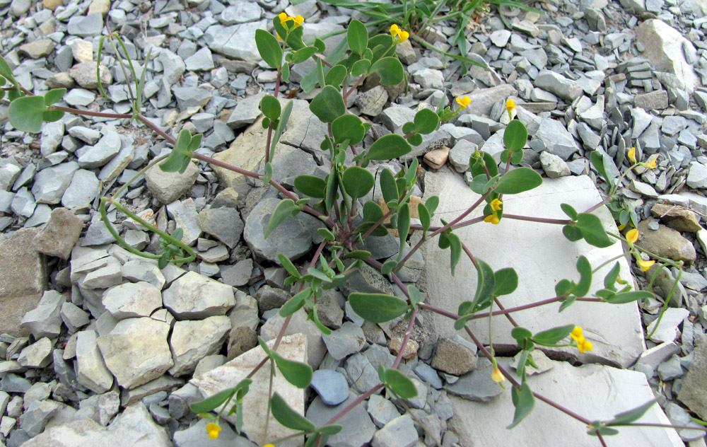 Image of Coronilla scorpioides specimen.