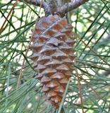 Pinus pinaster