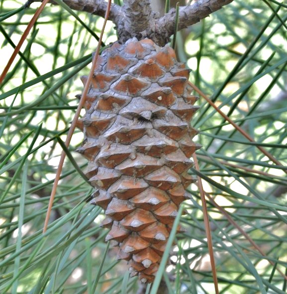 Изображение особи Pinus pinaster.