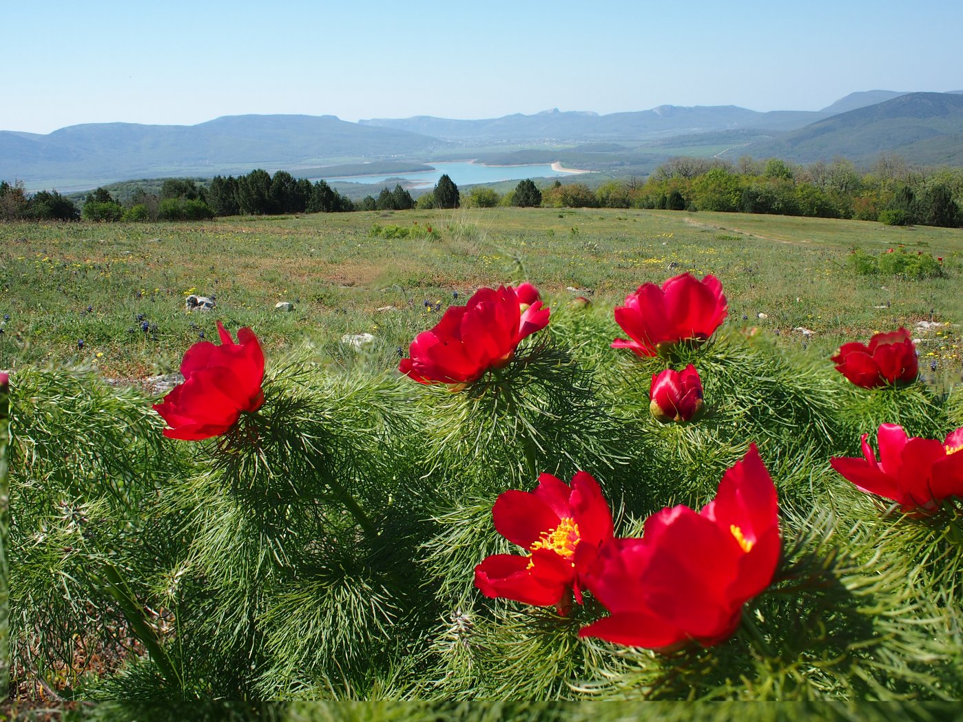 Изображение особи Paeonia tenuifolia.